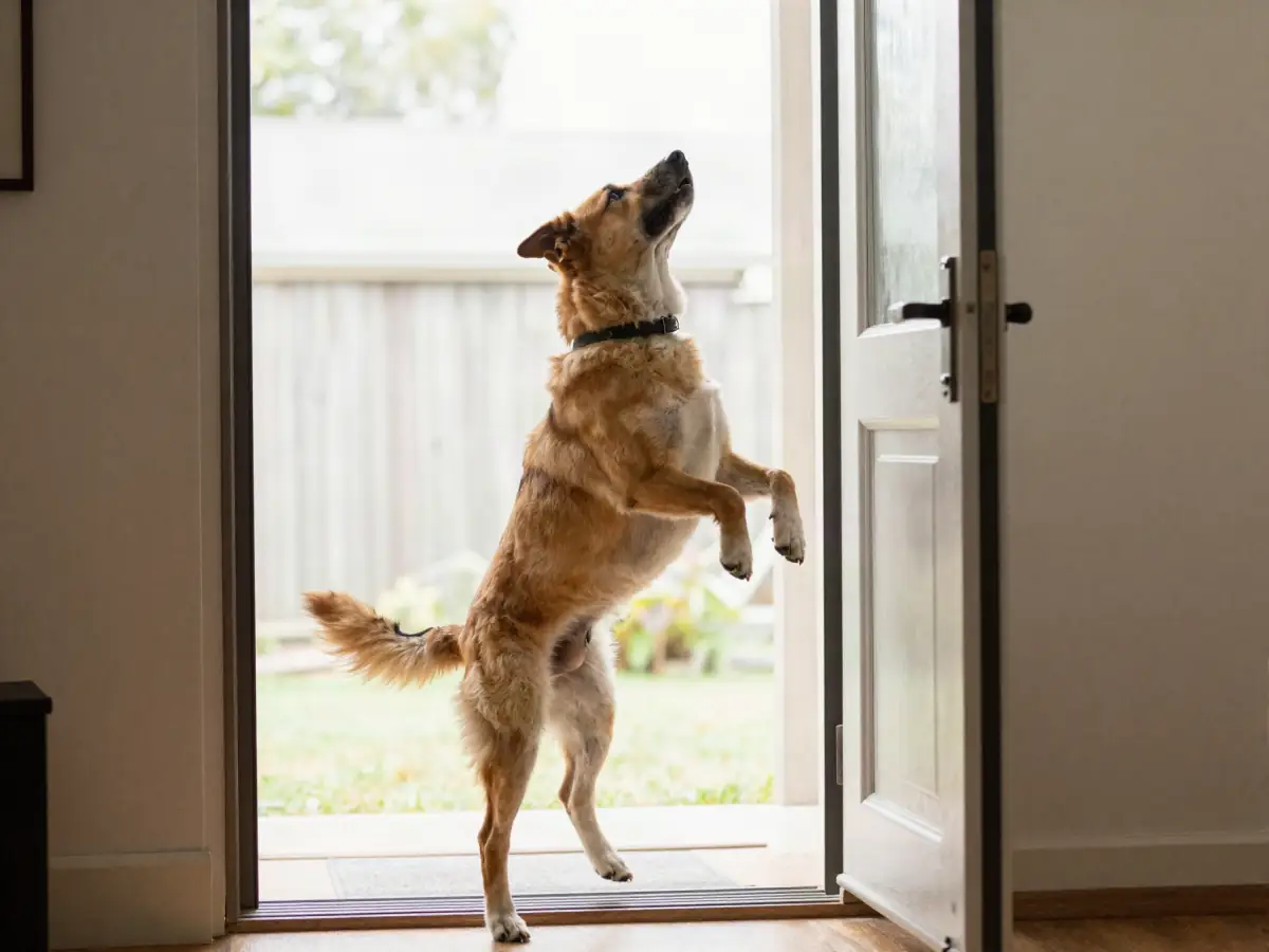 A dog jumping up on a visitor at the front door
