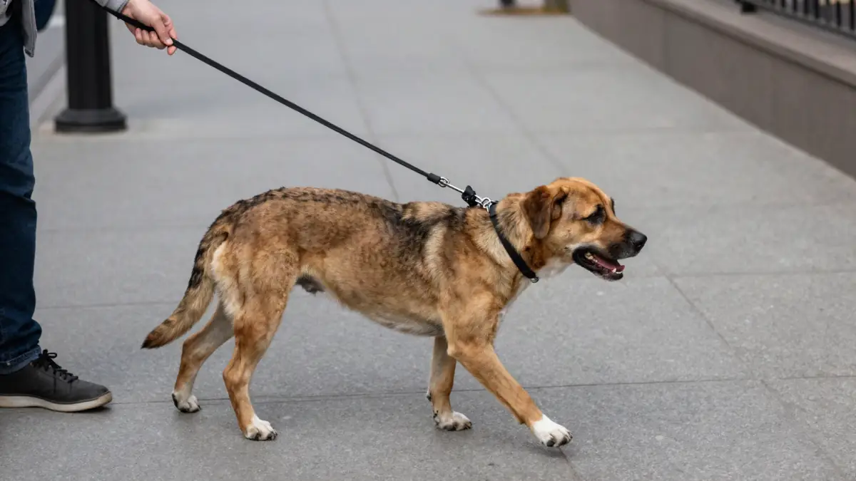 A dog pulling hard on a tight leash during a walk